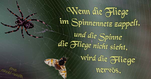 Von Spinnen und philophagischen Fliegen