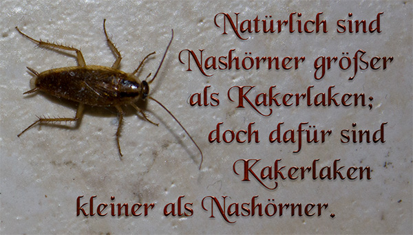 Von Nashörnern und Kakerlaken