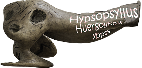Hypsopsyllus Huergogkhis yppss